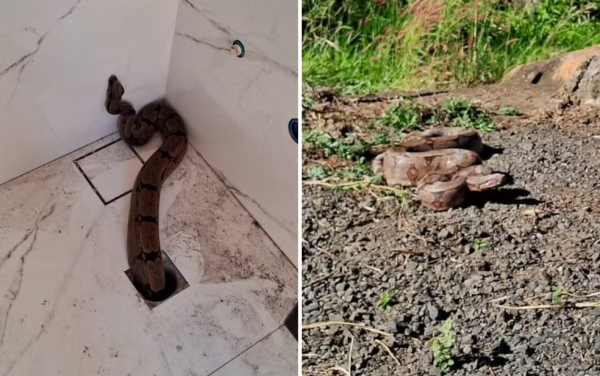 Jiboia sai do ralo de banheiro de casa em cidade de Goiás