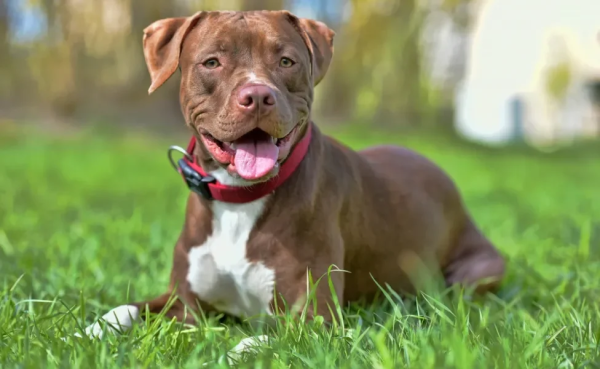 Pitbull é encontrado em situação de maus-tratos em Campo Limpo Paulista