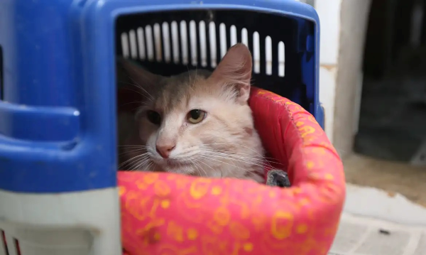 Mabel sanciona projeto que cria Programa Farmácia Veterinária Solidária em Goiânia