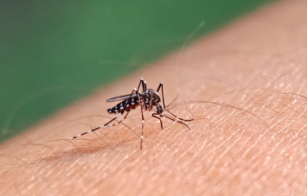 Goiás registra 906 casos de dengue nos primeiros 15 dias de 2025