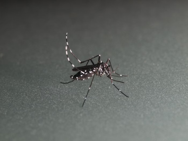 Dengue tipo 3: doença volta a ser registrada em Goiás após 17 anos