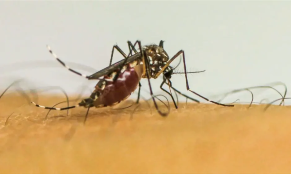 Pegar dengue pela segunda vez pode ser ainda mais perigoso; entenda