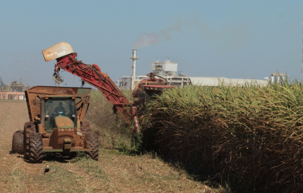 Goiás deve colher safra recorde de cana-de-açúcar em 2025
