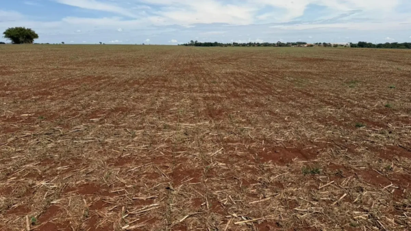Temporal com granizo destrói lavouras de soja e provoca estragos em Joviânia; prejuízos ultrapassam R$ 1 milhão
