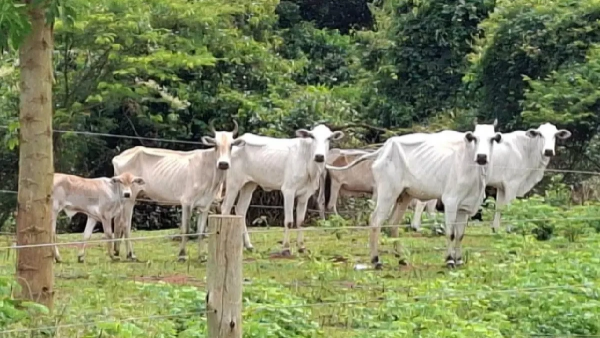 Gado em estado crítico: 39 bovinos abandonados por irmãos passam fome em Rio Verde