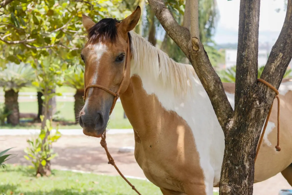 Da dor ao amor: conheça Chuva, a égua resgatada após ser vítima de maus-tratos