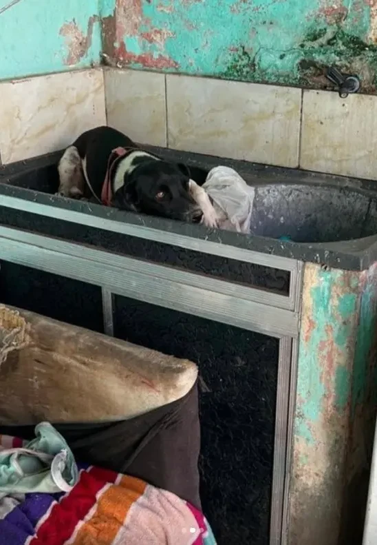 Mulher é presa em flagrante por abandono de cão em Valparaíso de Goiás