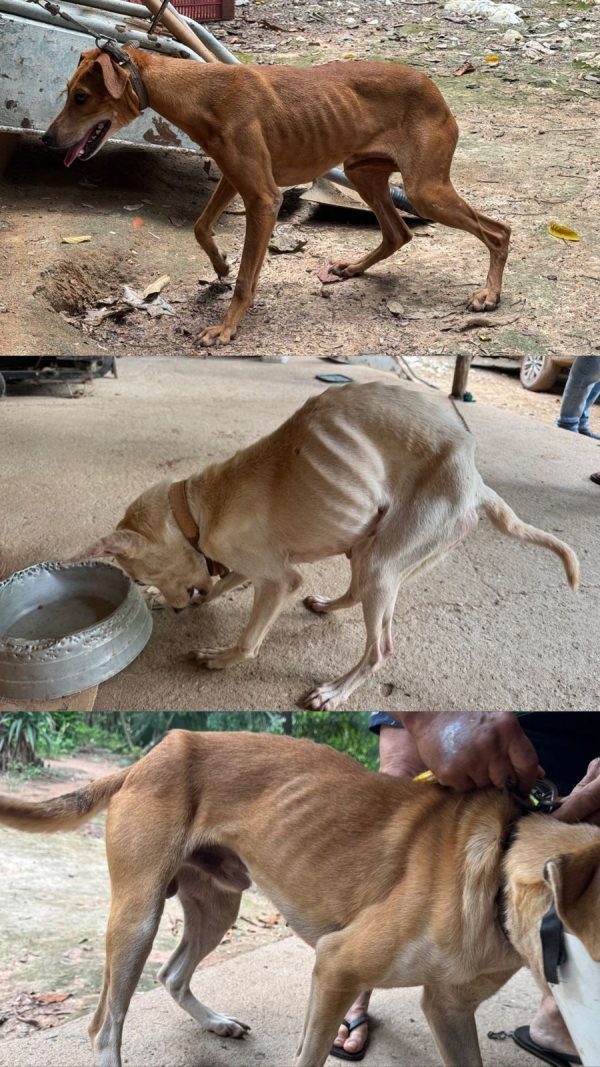 Crime de Maus-tratos contra cães