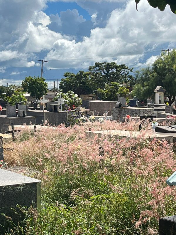 Cemitério da Formosinha é tomado pelo mato e revolta moradores em Formosa