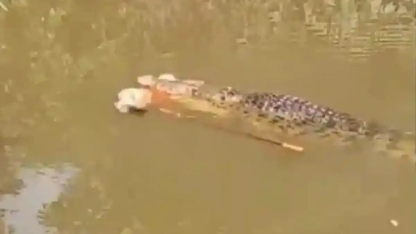 Mulher é morta por crocodilo de 4 metros na Indonésia; assista ao vídeo